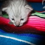 Savannah, F-3C Silver female DOB 9-15-18 fluffy