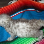 Savannah, F-3C Silver female DOB 9-15-18 fluffy