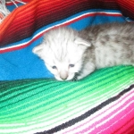 Savannah, F-3C Silver female DOB 9-15-18 fluffy