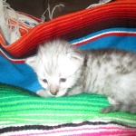 Savannah, F-3C Silver female DOB 9-15-18 fluffy