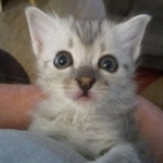 Savannah, F-3C Silver female DOB 9-15-18 fluffy