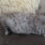 Savannah, F-3C Silver female DOB 9-15-18 fluffy