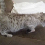 Savannah, F-3C Silver female DOB 9-15-18 fluffy