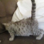 Savannah, F-3C Silver female DOB 9-15-18 fluffy