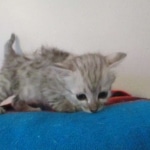 Savannah, F-3C Silver female DOB 9-15-18 fluffy