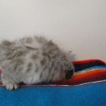 Savannah, F-3C Silver female DOB 9-15-18 fluffy