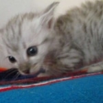 Savannah, F-3C Silver female DOB 9-15-18 fluffy