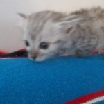 Savannah, F-3C Silver female DOB 9-15-18 fluffy