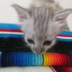 Savannah, F-3C Silver female DOB 9-15-18 fluffy