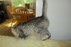 Orion Savannah F-3C Silver Male #2 DOB 4-13-18