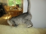 Orion Savannah F-3C Silver Male #2 DOB 4-13-18