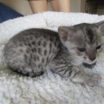 Savannah, Silver, Male, DOB 4-13-18