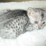 Savannah, Silver, Male, DOB 4-13-18