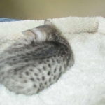 Savannah, Silver, Male, DOB 4-13-18