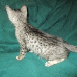 Savannah, Silver, Male, DOB 4-13-18