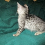 Savannah, Silver, Male, DOB 4-13-18