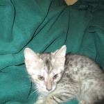 Savannah, Silver, Male, DOB 4-13-18