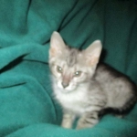 Savannah, Silver, Male, DOB 4-13-18