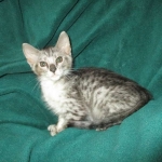 Savannah, Silver, Male, DOB 4-13-18