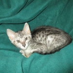 Savannah, Silver, Male, DOB 4-13-18