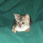 Savannah, Silver, Male, DOB 4-13-18