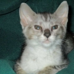 Savannah, Silver, Male, DOB 4-13-18