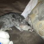 Savannah, Silver, Male, DOB 4-13-18