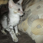 Savannah, Silver, Male, DOB 4-13-18