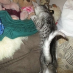 Savannah, Silver, Male, DOB 4-13-18