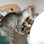 Savannah, Silver, Male, DOB 4-13-18