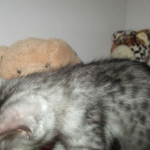 Savannah, Silver, Male, DOB 4-13-18