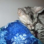 Savannah, Silver, Male, DOB 4-13-18