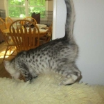 Savannah, Silver, Male, DOB 4-13-18