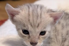 Savannah F-3C Silver Male kitten DOB 4-21-26