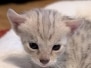 Savannah F-3C Silver Male kitten DOB 4-21-26