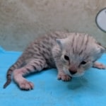 F-3C-Savannah-Kitten-g