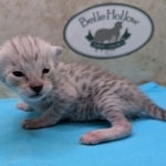 F-3C-Savannah-kitten-a