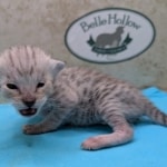 F-3C-Savannah-kitten-b