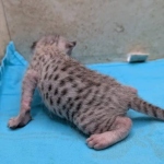 F-3C-Savannah-kitten-d