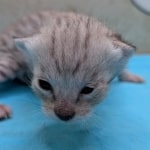 F-3C-Savannah-kitten-f