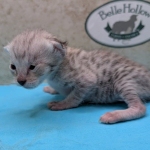 F-3C-Savannah-kitten