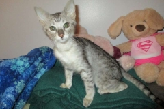 Zahara, Savannah F-3C Silver spotted female DOB 4-13-18