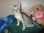 Zahara, Savannah F-3C Silver spotted female DOB 4-13-18