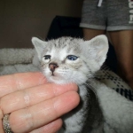 Savannah, F-3C, Female, Silver, dob 4-13-18