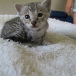 Savannah, F-3C, Female, Silver, dob 4-13-18