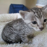 Savannah, F-3C, Female, Silver, dob 4-13-18