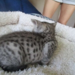 Savannah, F-3C, Female, Silver, dob 4-13-18