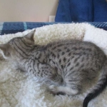 Savannah, F-3C, Female, Silver, dob 4-13-18