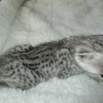 Savannah, F-3C, Female, Silver, dob 4-13-18