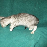 Savannah, F-3C, Female, Silver, dob 4-13-18